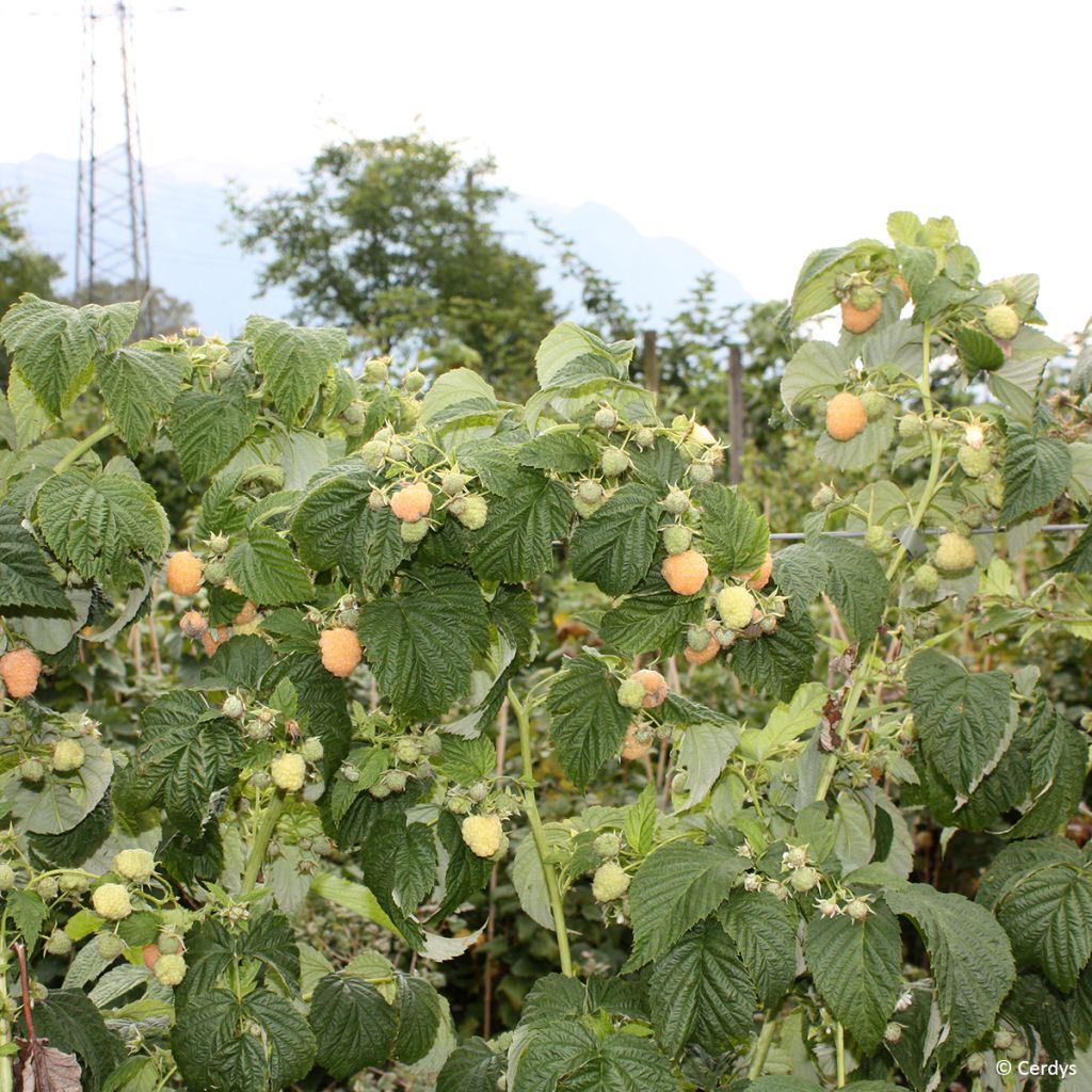 Framboisier Schlaraffia Golddigger - Rubus idaeus