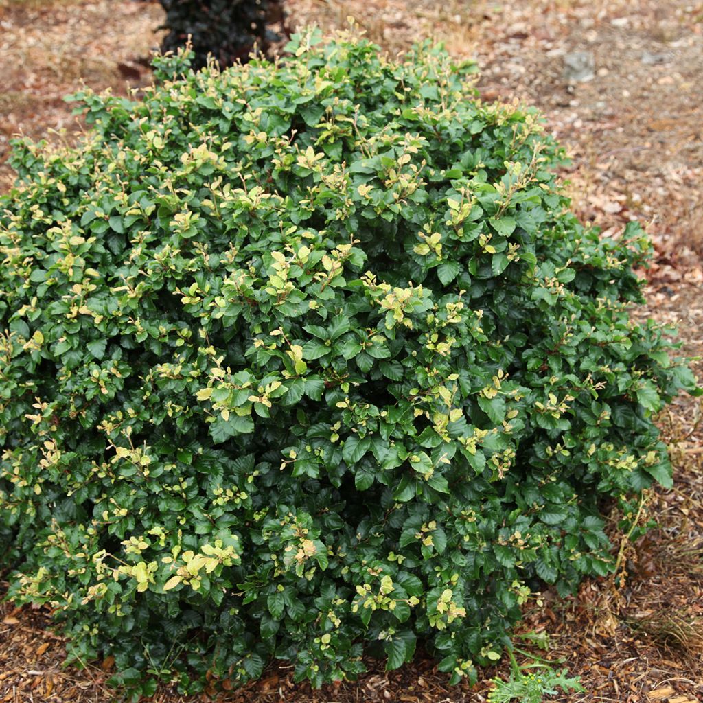 Fagus sylvatica Asterix - Hêtre nain