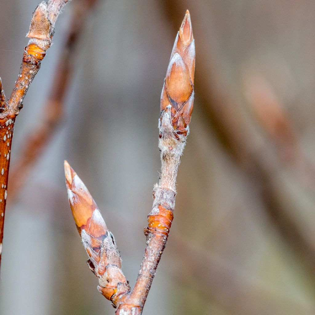 Fagus sylvatica Dawyck Purple - Hêtre fastigié pourpre