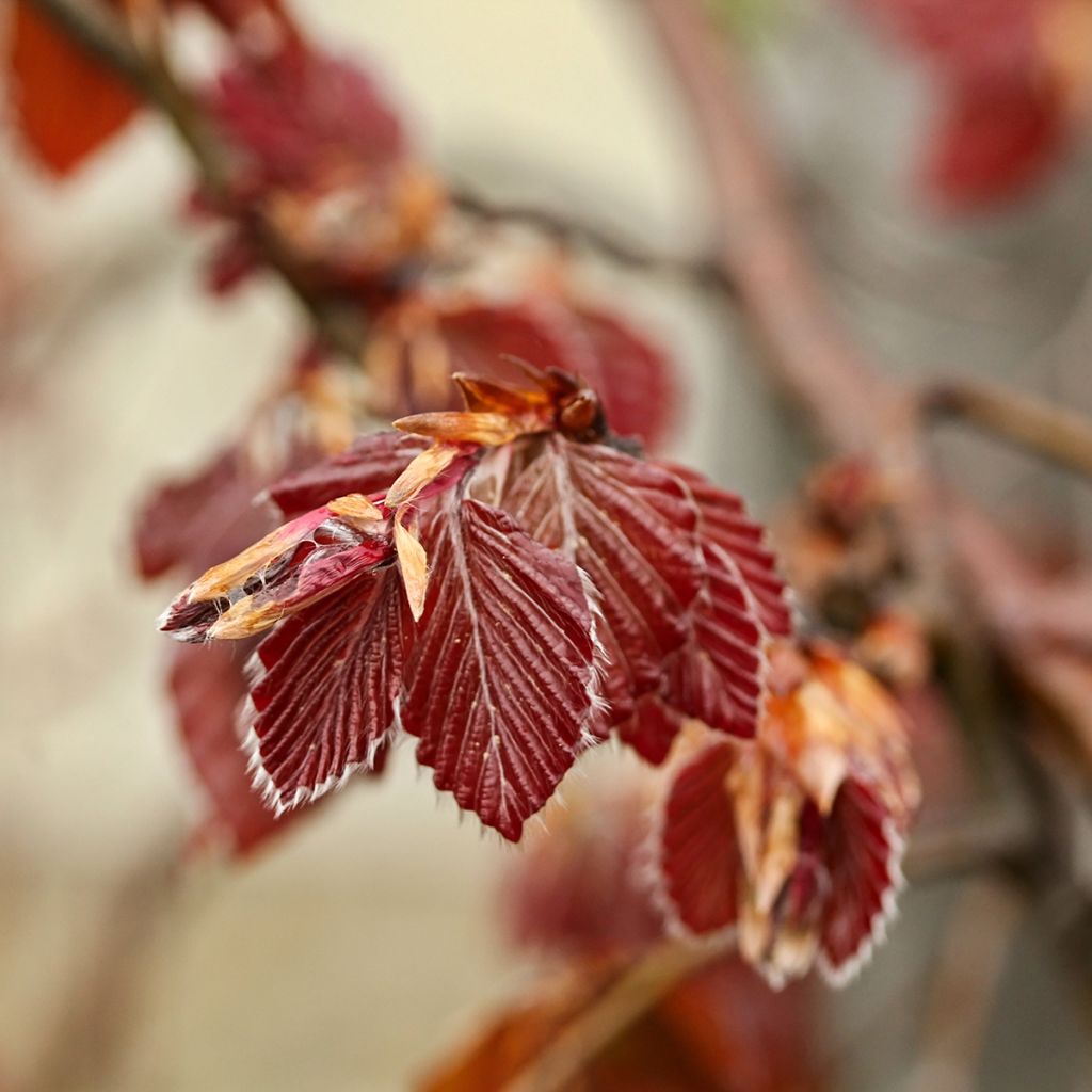 Fagus sylvatica Purple Fountain - Hêtre pourpre pleureur