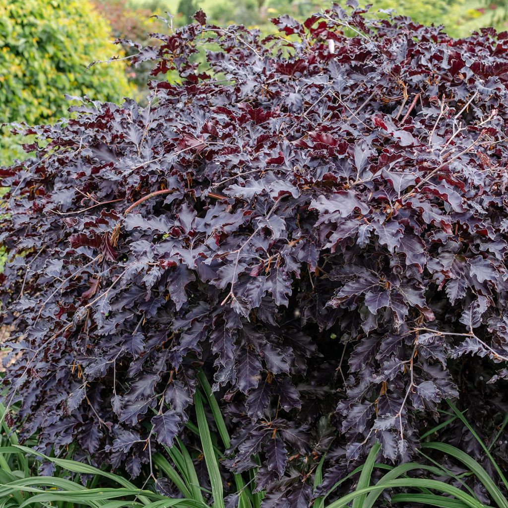 Fagus sylvatica Rohan Weeping - Hêtre pourpre pleureur