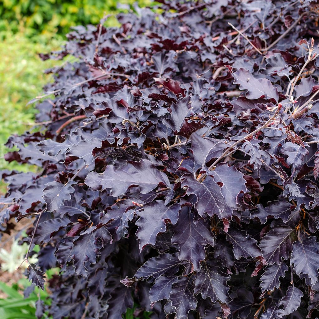 Fagus sylvatica Rohan Weeping - Hêtre pourpre pleureur