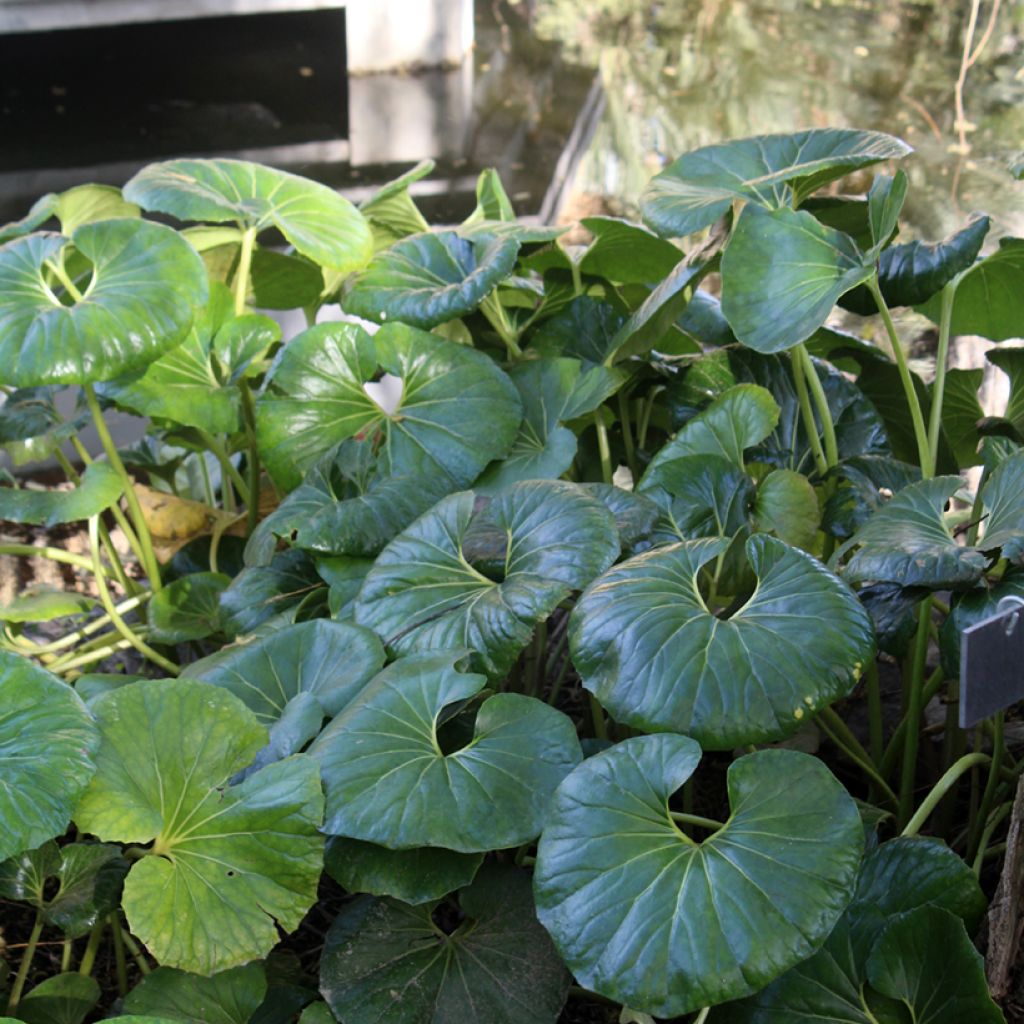 Farfugium japonicum - Plante panthère