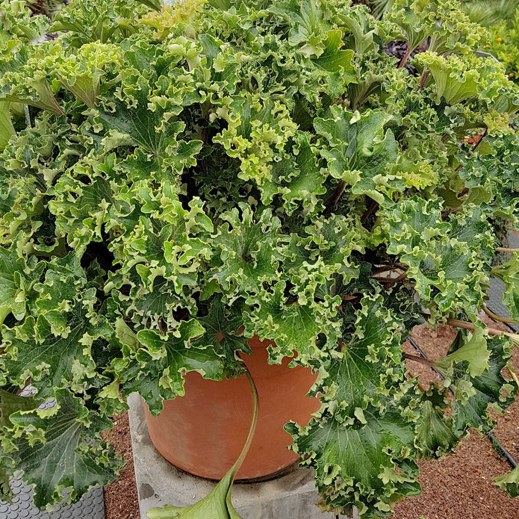 Farfugium japonicum Wavy Gravy - Plante panthère