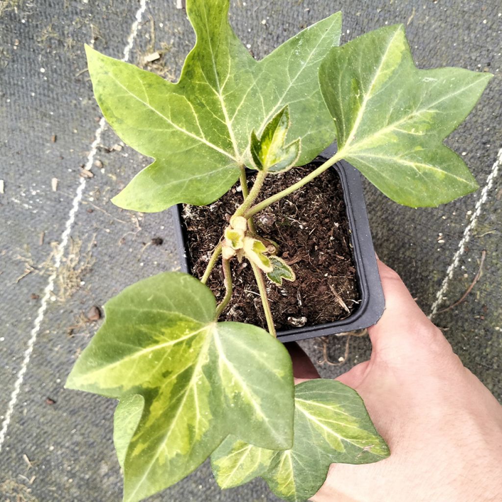 Fatshedera lizei Annemieke - Lierre arborescent panaché