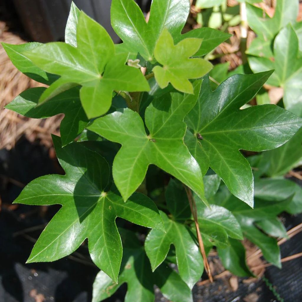 Fatshedera lizei - Aralia lierre 