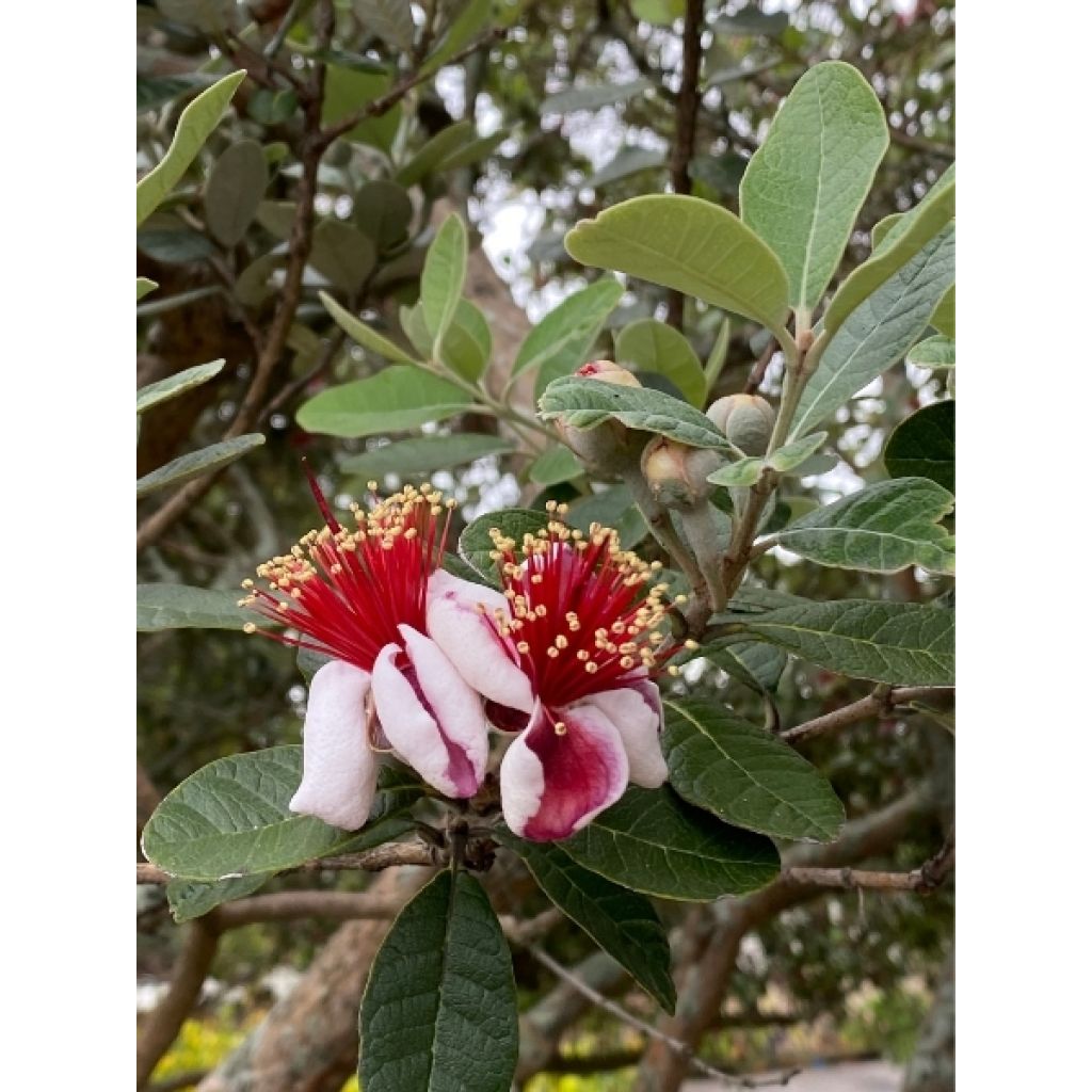 Feijoa ou Acca sellowiana Mammouth - Goyavier du Brésil