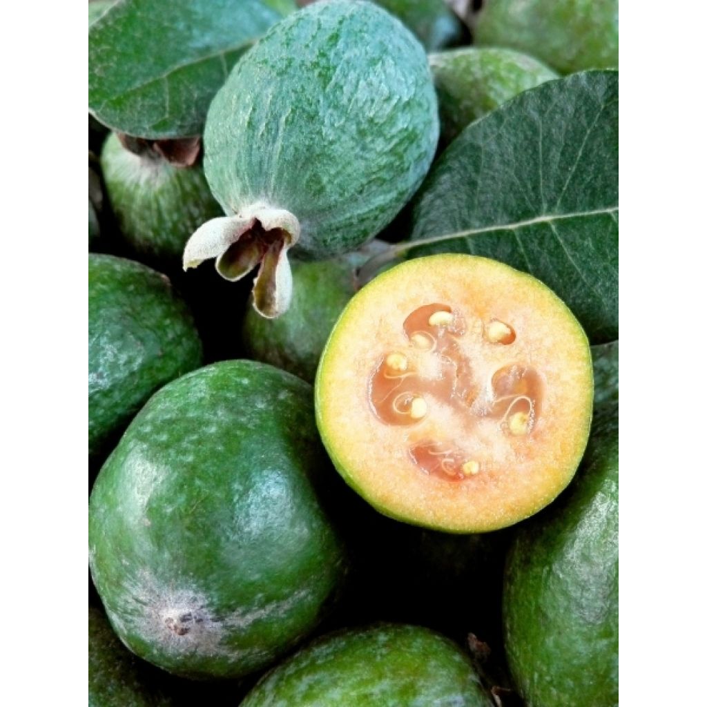 Feijoa ou Acca sellowiana Mammouth - Goyavier du Brésil