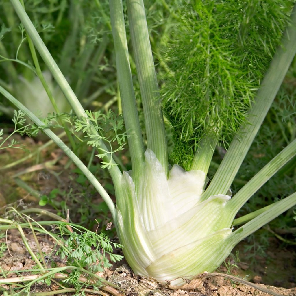 Fenouil Romanesco Bio
