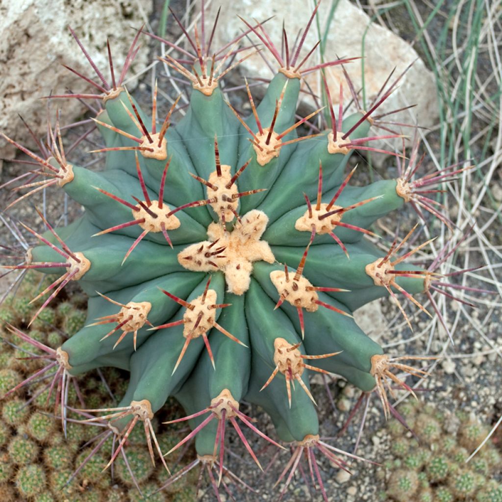 Ferocactus emoryi - Cactus tonneau rouge