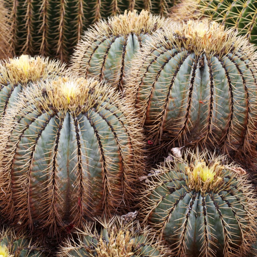 Ferocactus glaucescens - Cactus tonneau