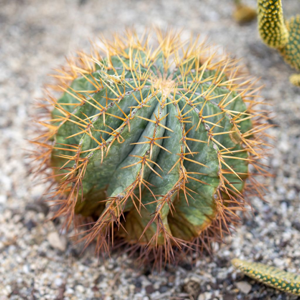 Ferocactus glaucescens - Cactus tonneau