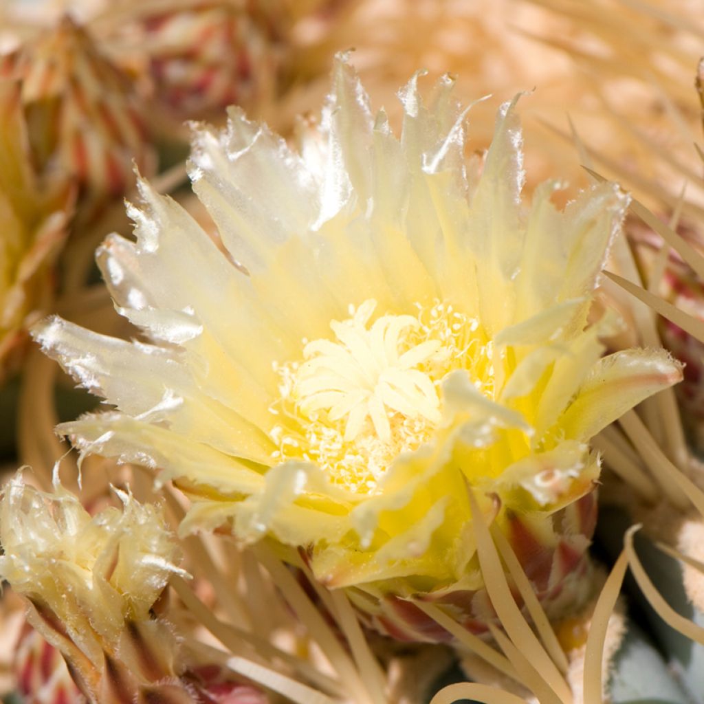 Ferocactus glaucescens - Cactus tonneau