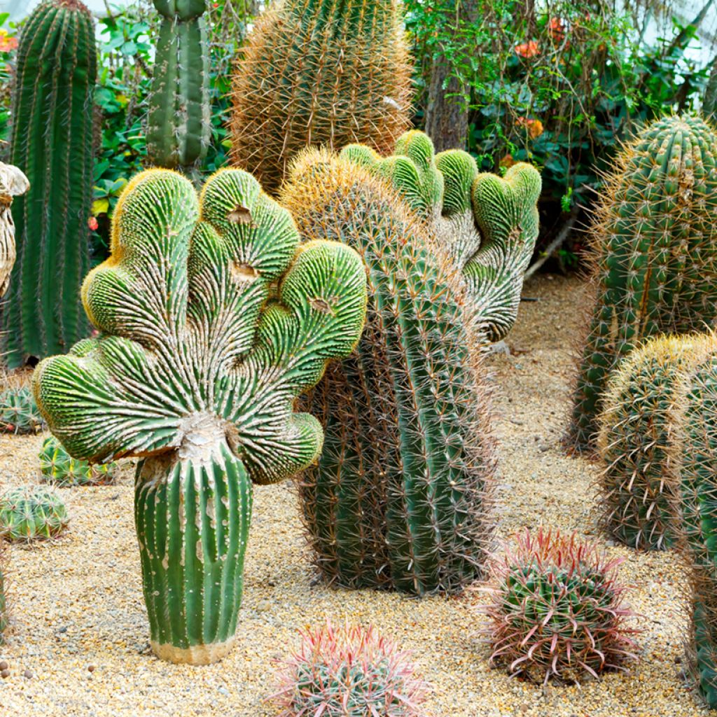 Ferocactus gracilis subsp. coloratus