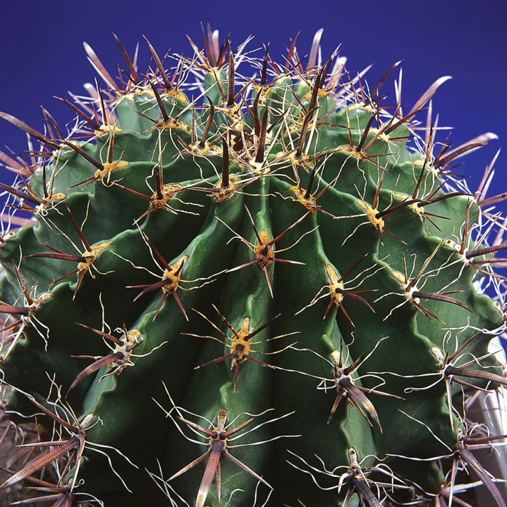 Ferocactus horridus - Cactus tonneau