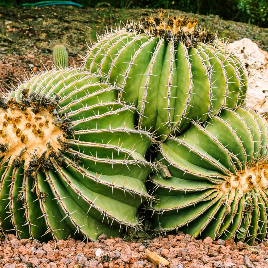 Ferocactus schwarzii - Cactus barrique