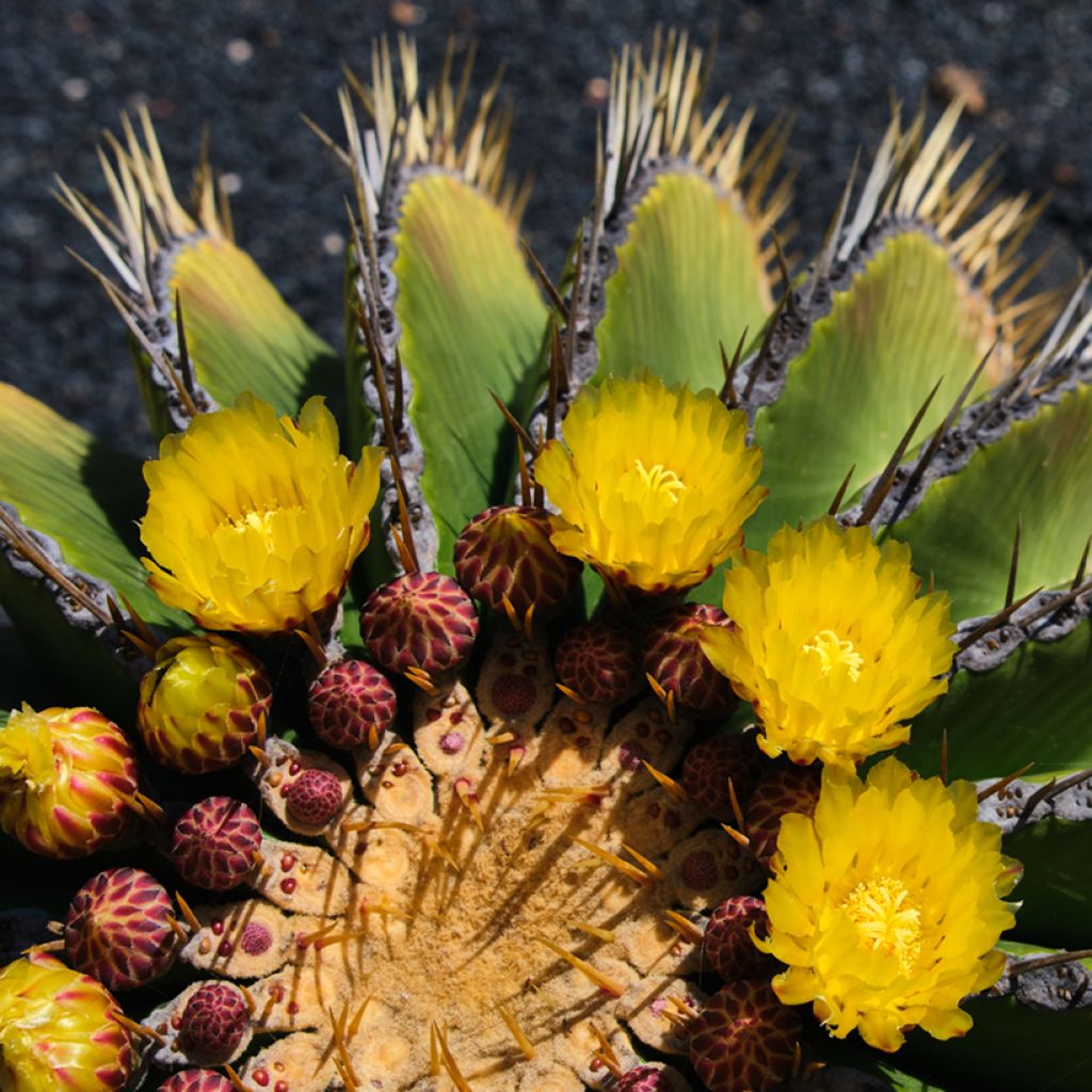 Ferocactus schwarzii - Cactus barrique