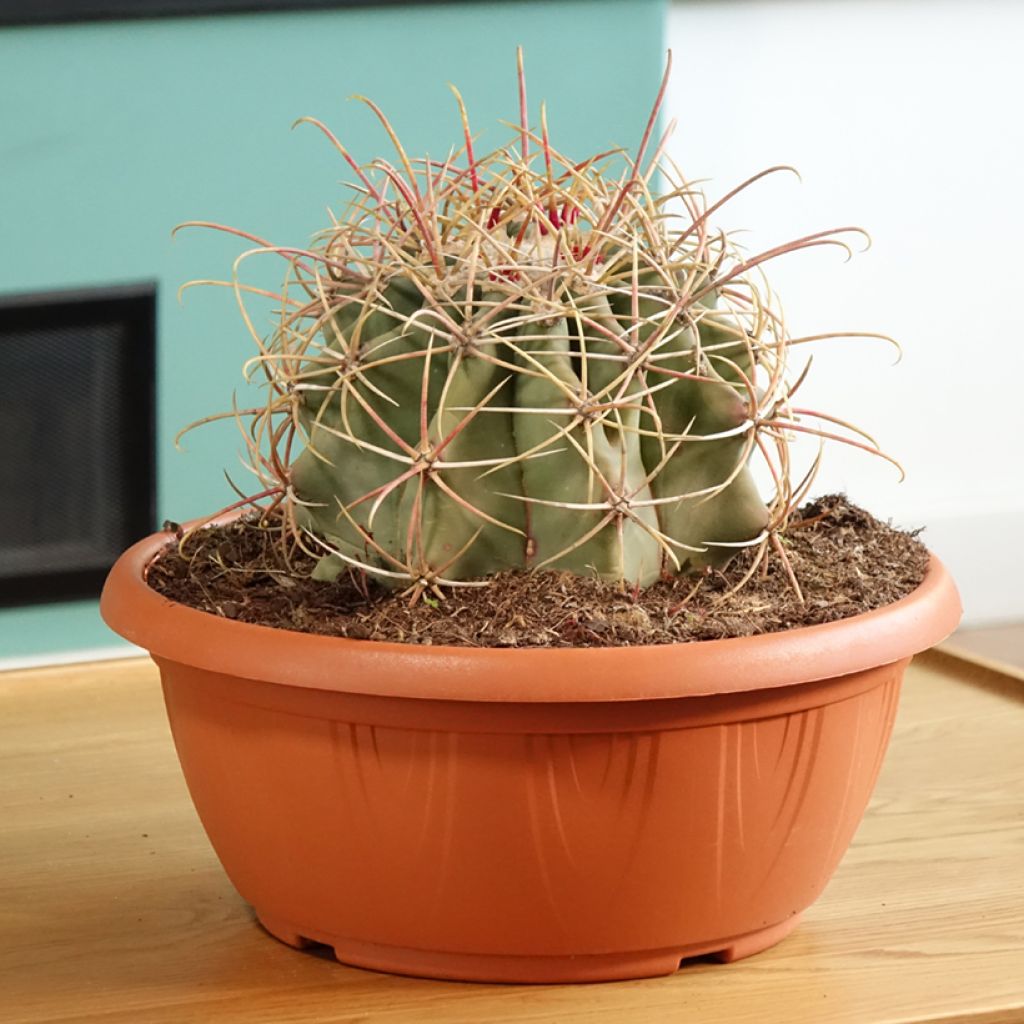 Ferocactus emoryi - Cactus tonneau rouge
