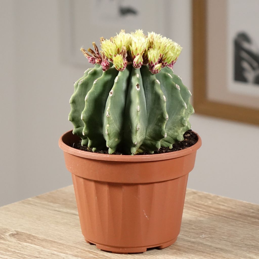 Ferocactus glaucescens Inermis