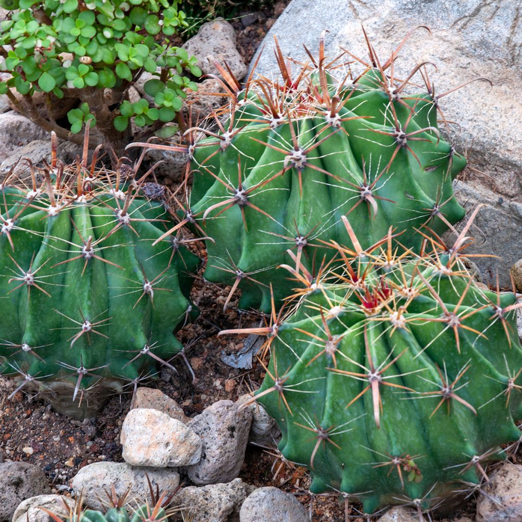 Ferocactus latispinus - Cactus tonneau