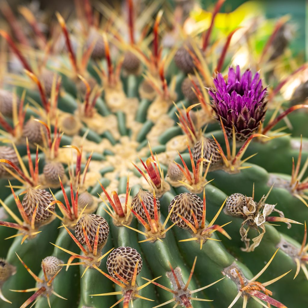 Ferocactus latispinus - Cactus tonneau