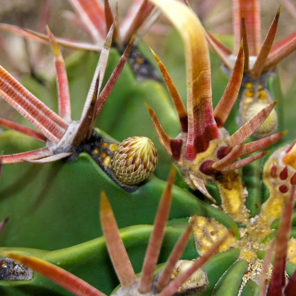 Ferocactus latispinus - Cactus tonneau