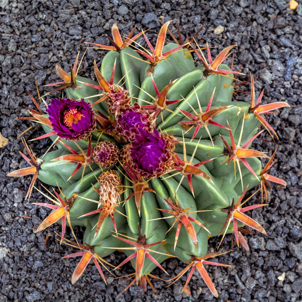 Ferocactus latispinus - Cactus tonneau