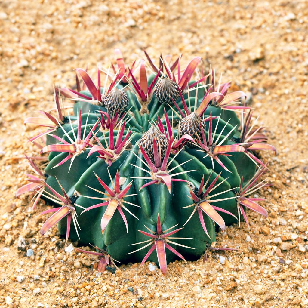 Ferocactus latispinus - Cactus tonneau