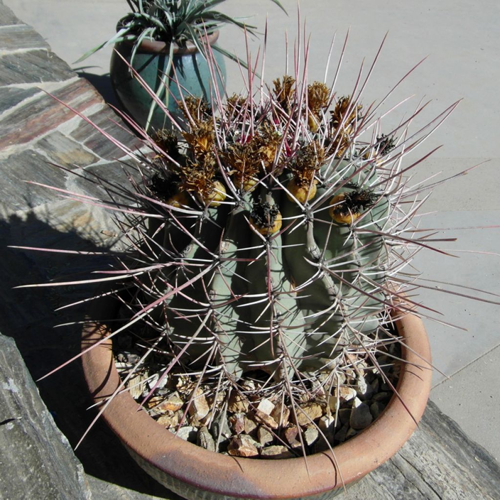 Ferocactus rectispinus - Cactus tonneau