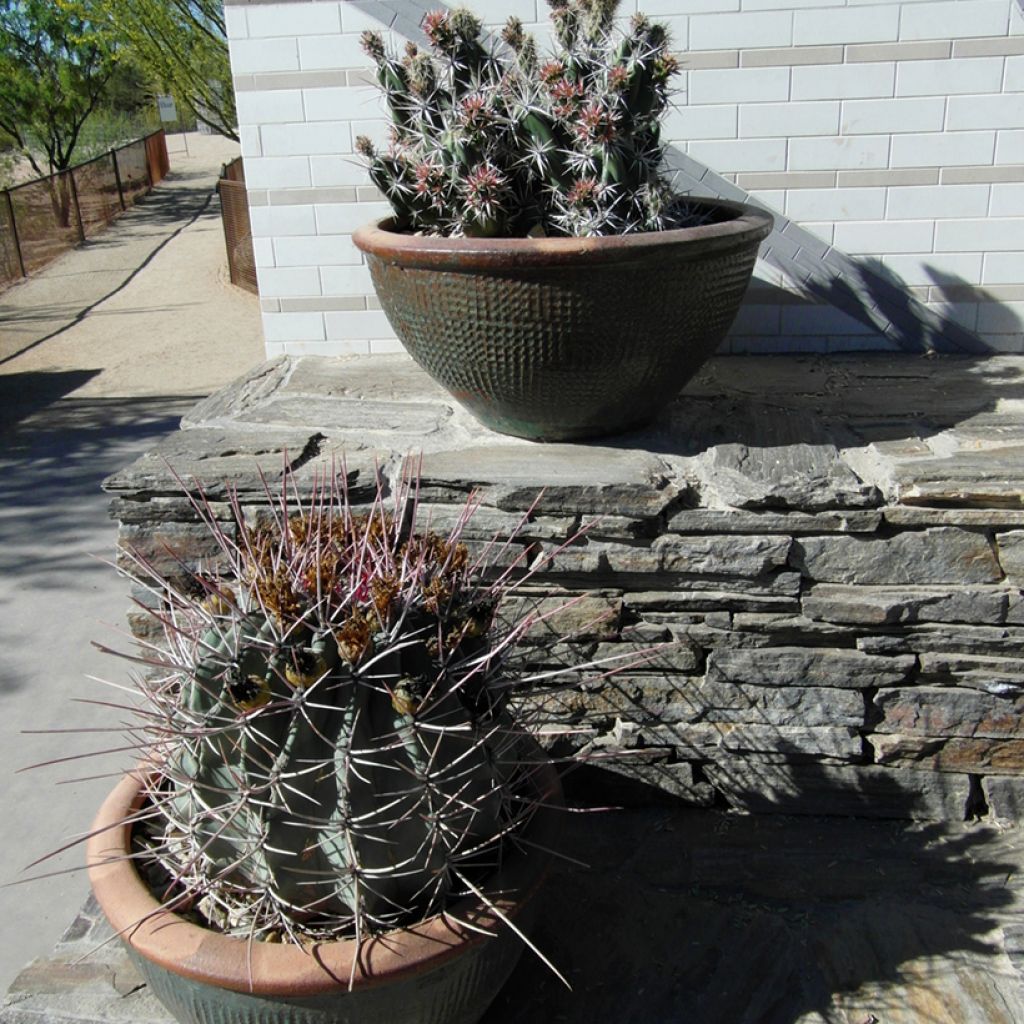 Ferocactus rectispinus - Cactus tonneau
