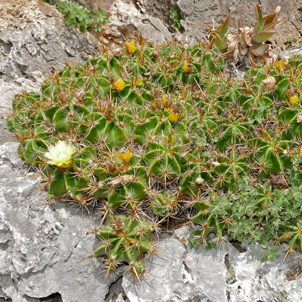 Ferocactus robustus - Cactus tonneau