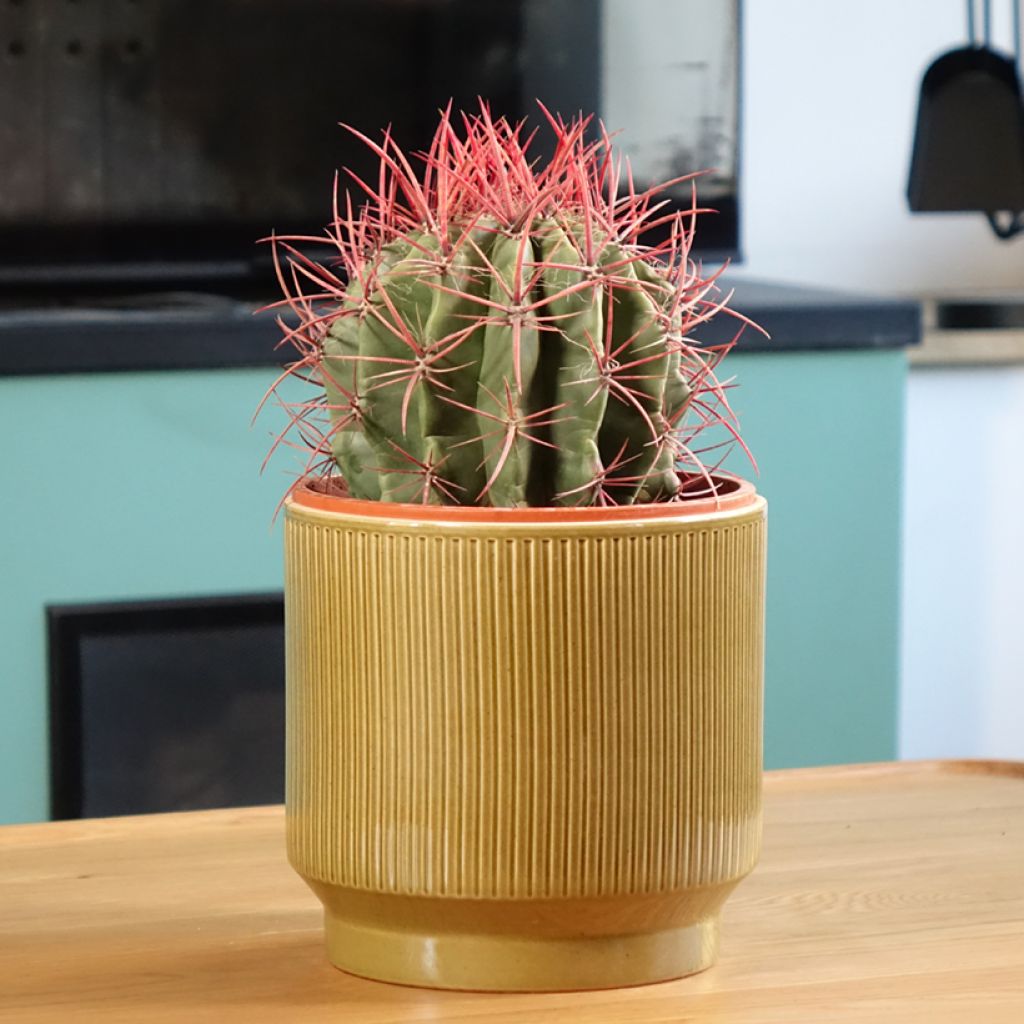Ferocactus stainesii - Cactus 