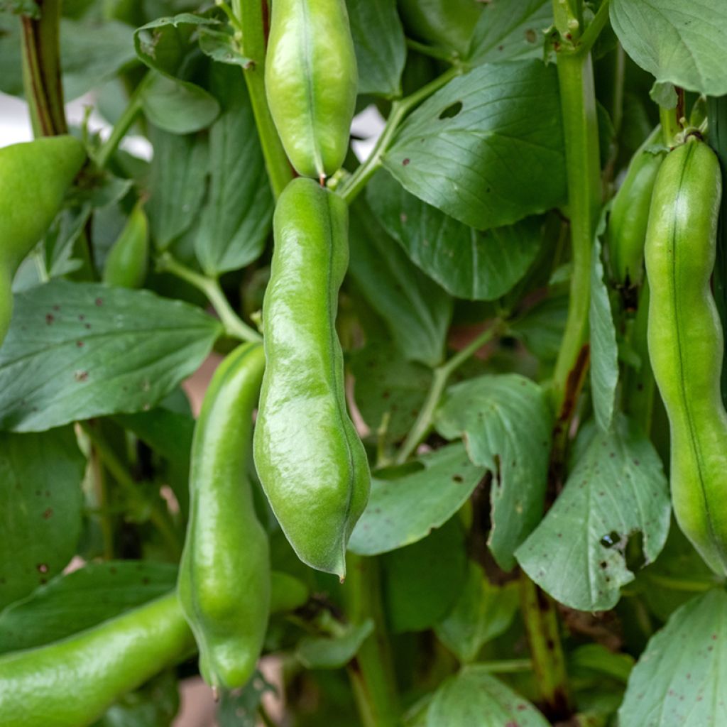 Fève améliorée Witkiem Vroma - Vicia faba