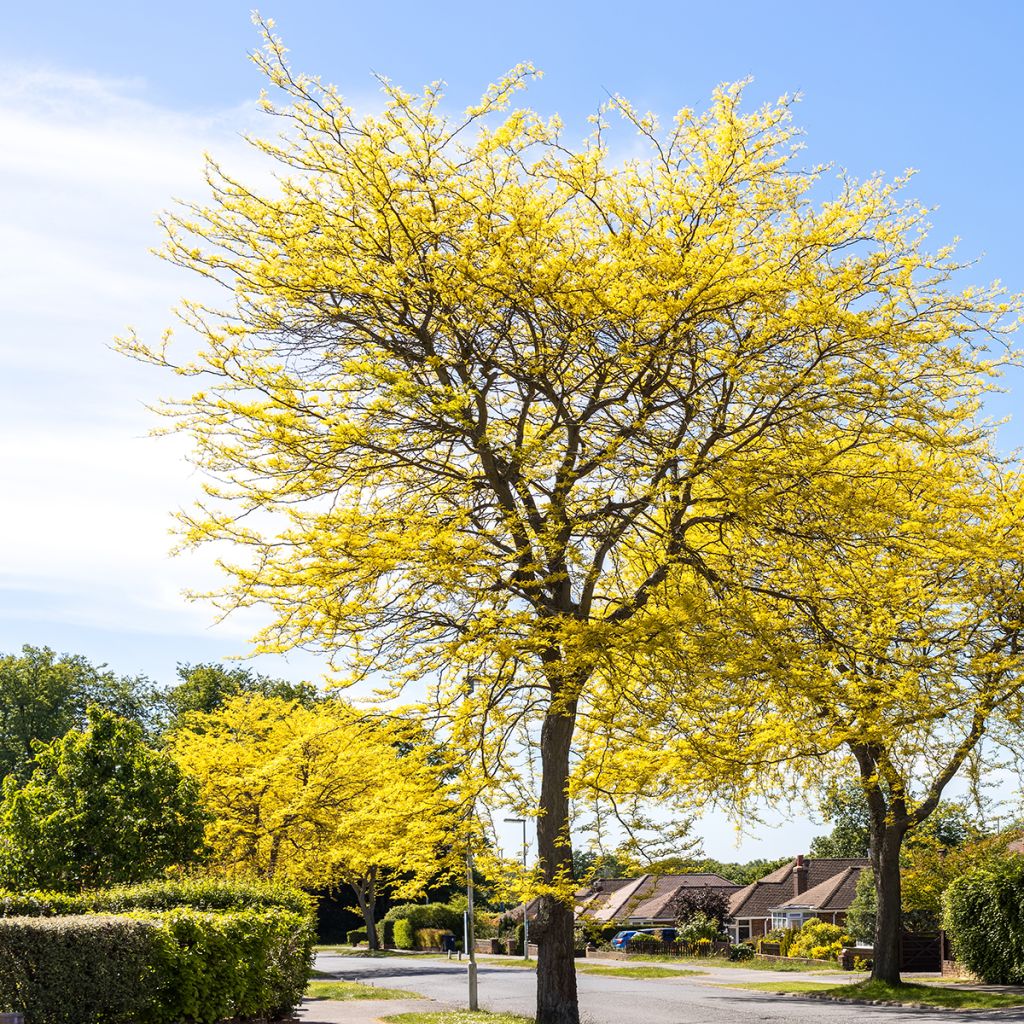 Févier d'Amérique doré - Gleditsia triacanthos Sunburst