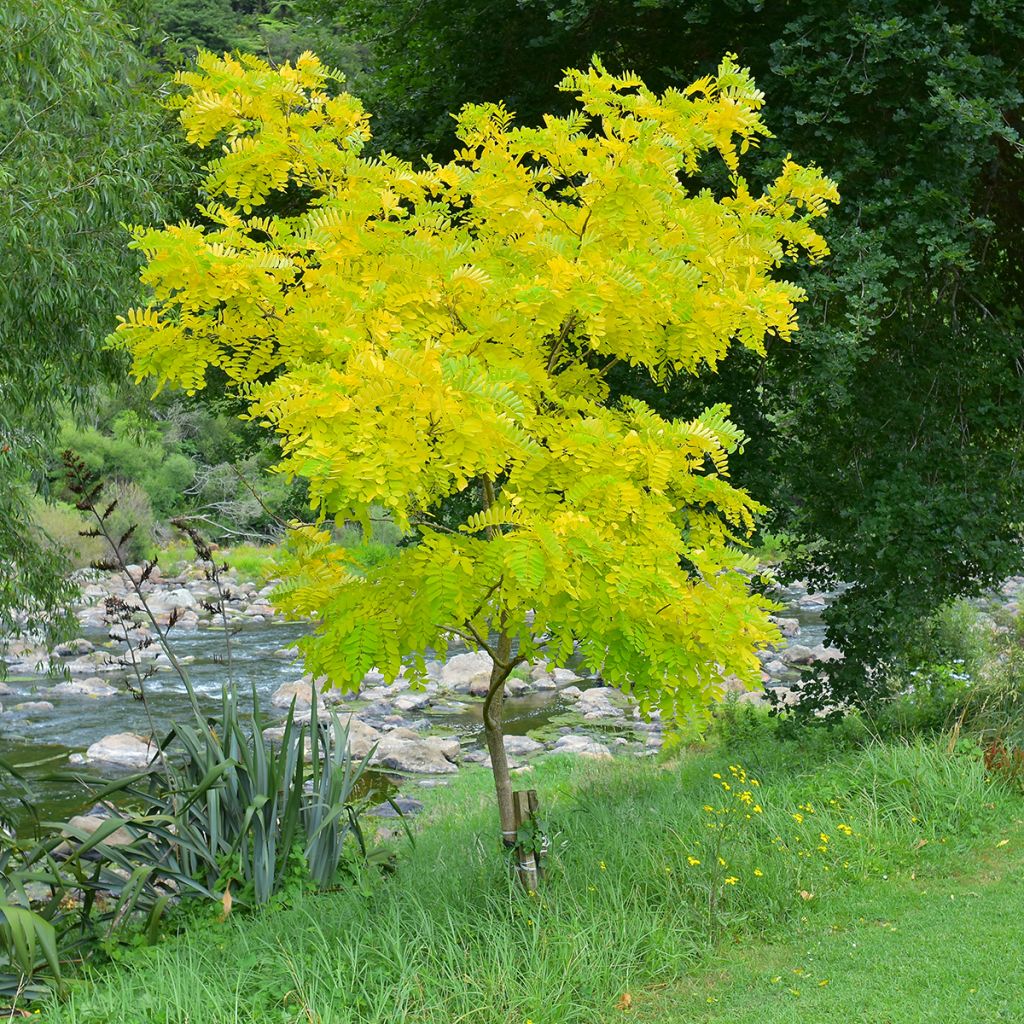 Févier d'Amérique doré - Gleditsia triacanthos Sunburst