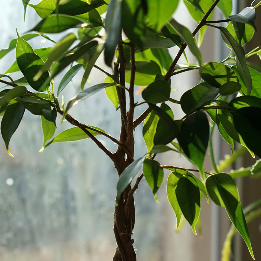 Ficus Natasja - Figuier pleureur nain
