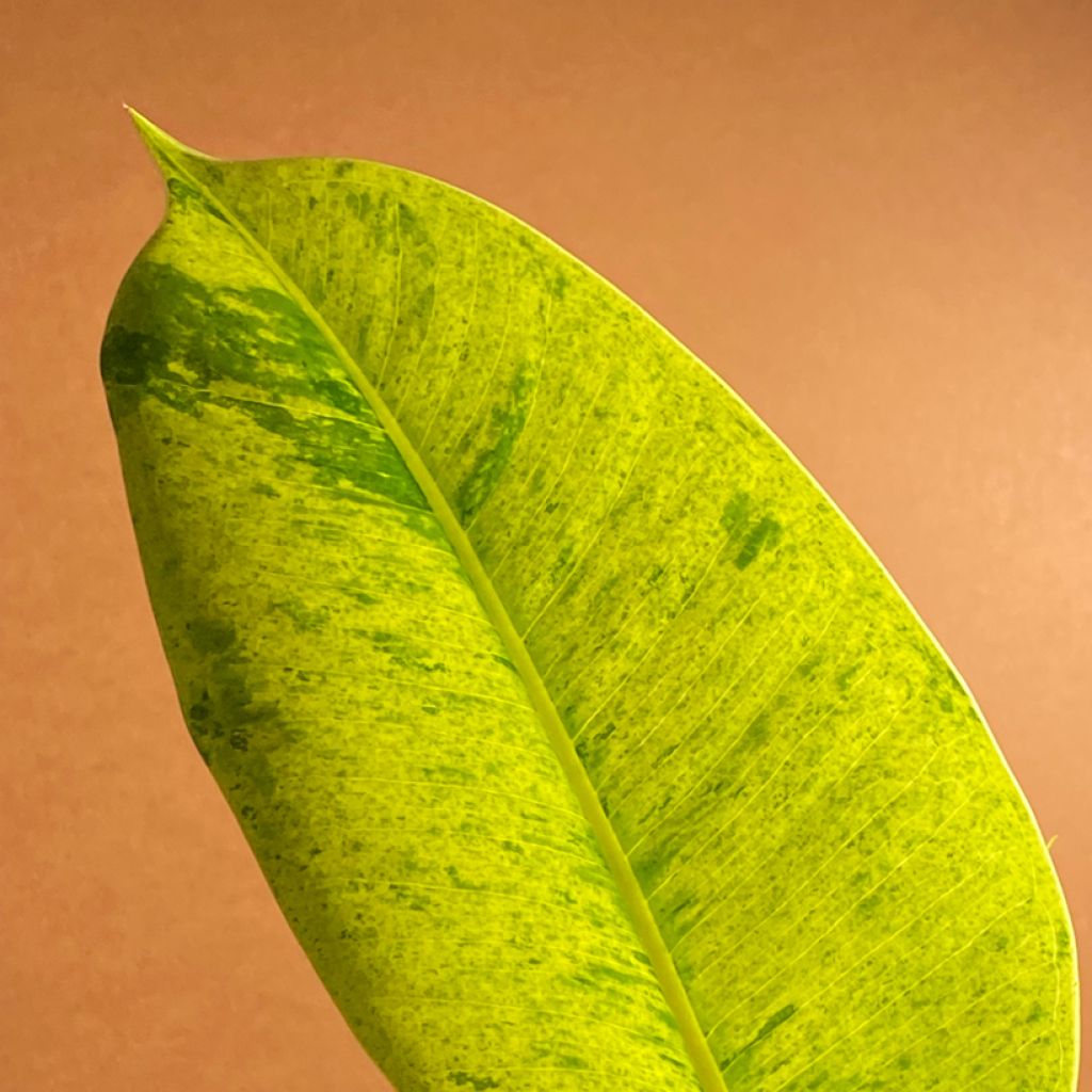Ficus Shivereana - Caoutchouc panaché