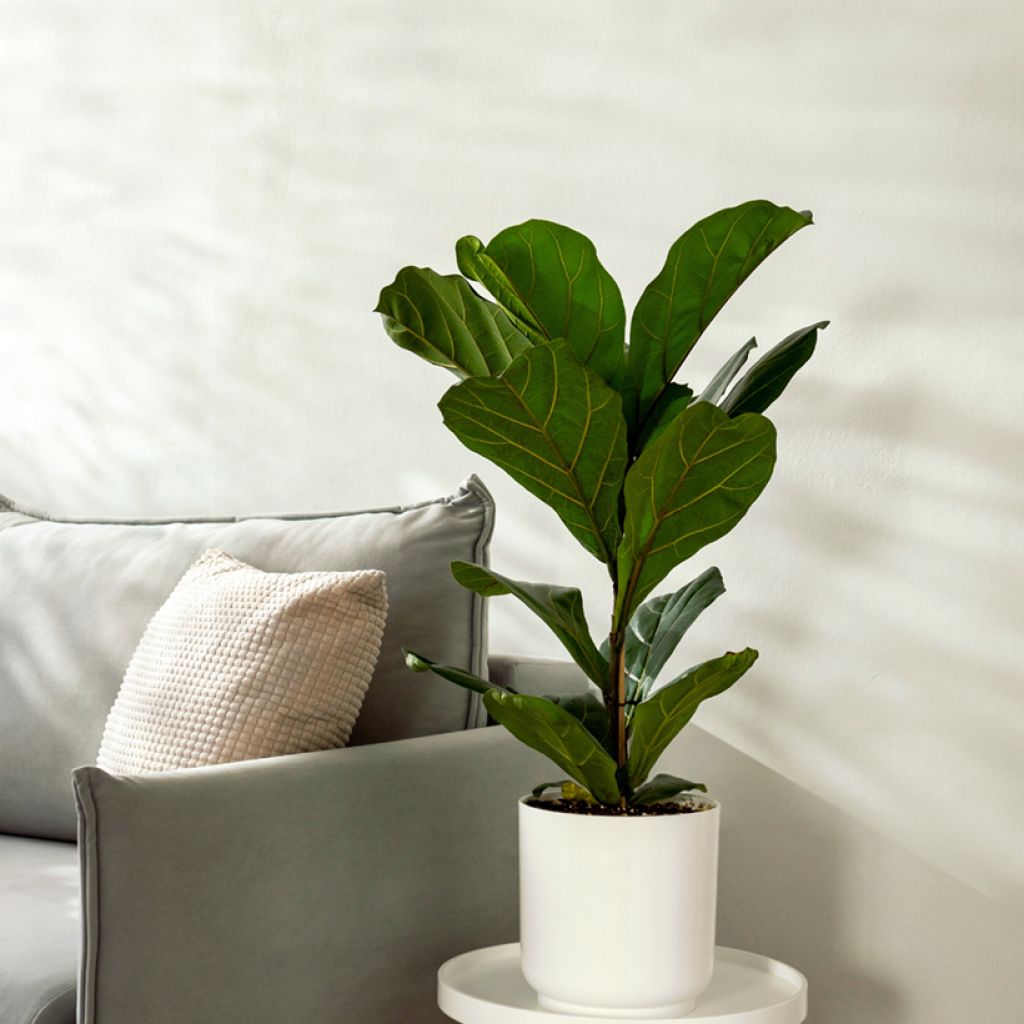 Ficus lyrata - Figuier lyre