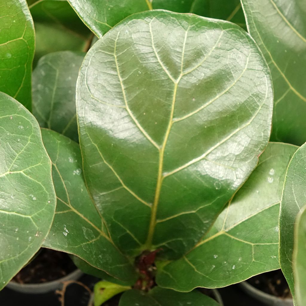 Ficus lyrata - Figuier lyre