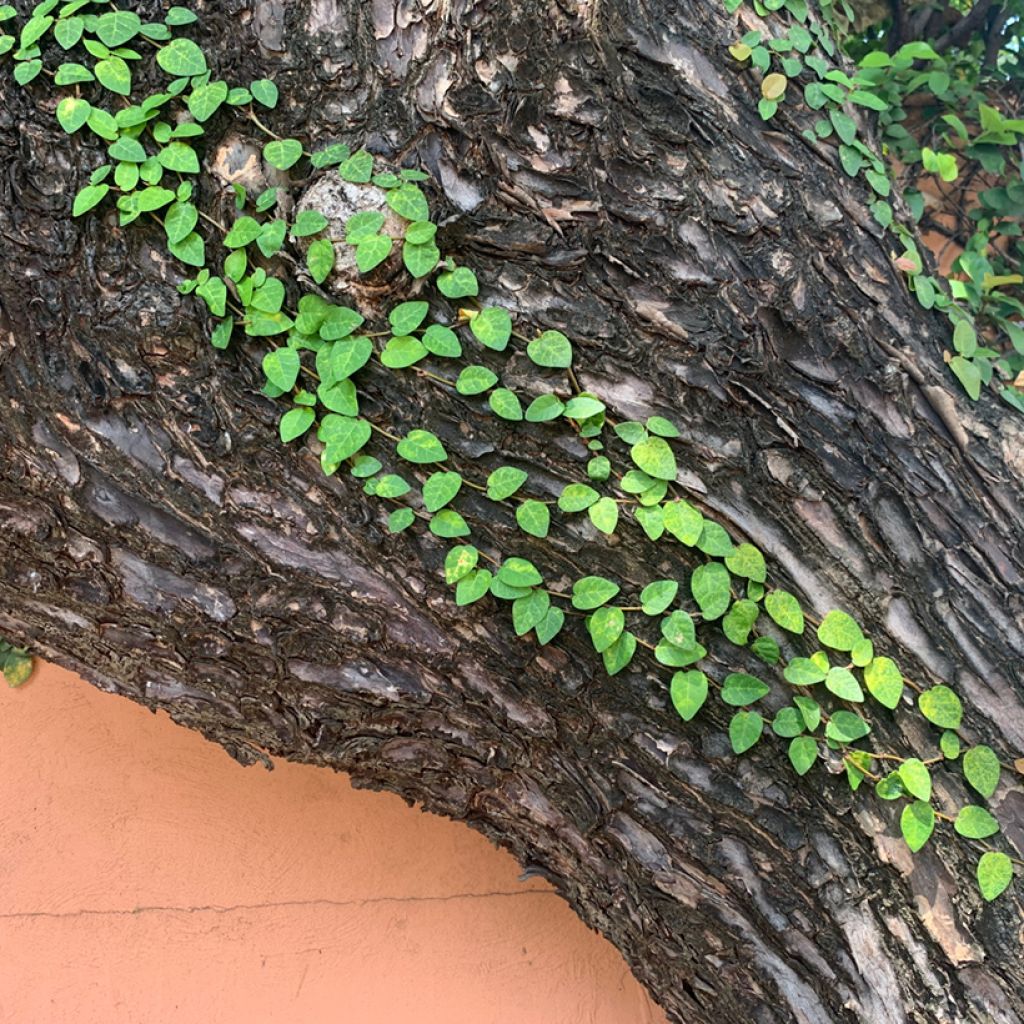 Ficus pumila Arina - Ficus nain rampant
