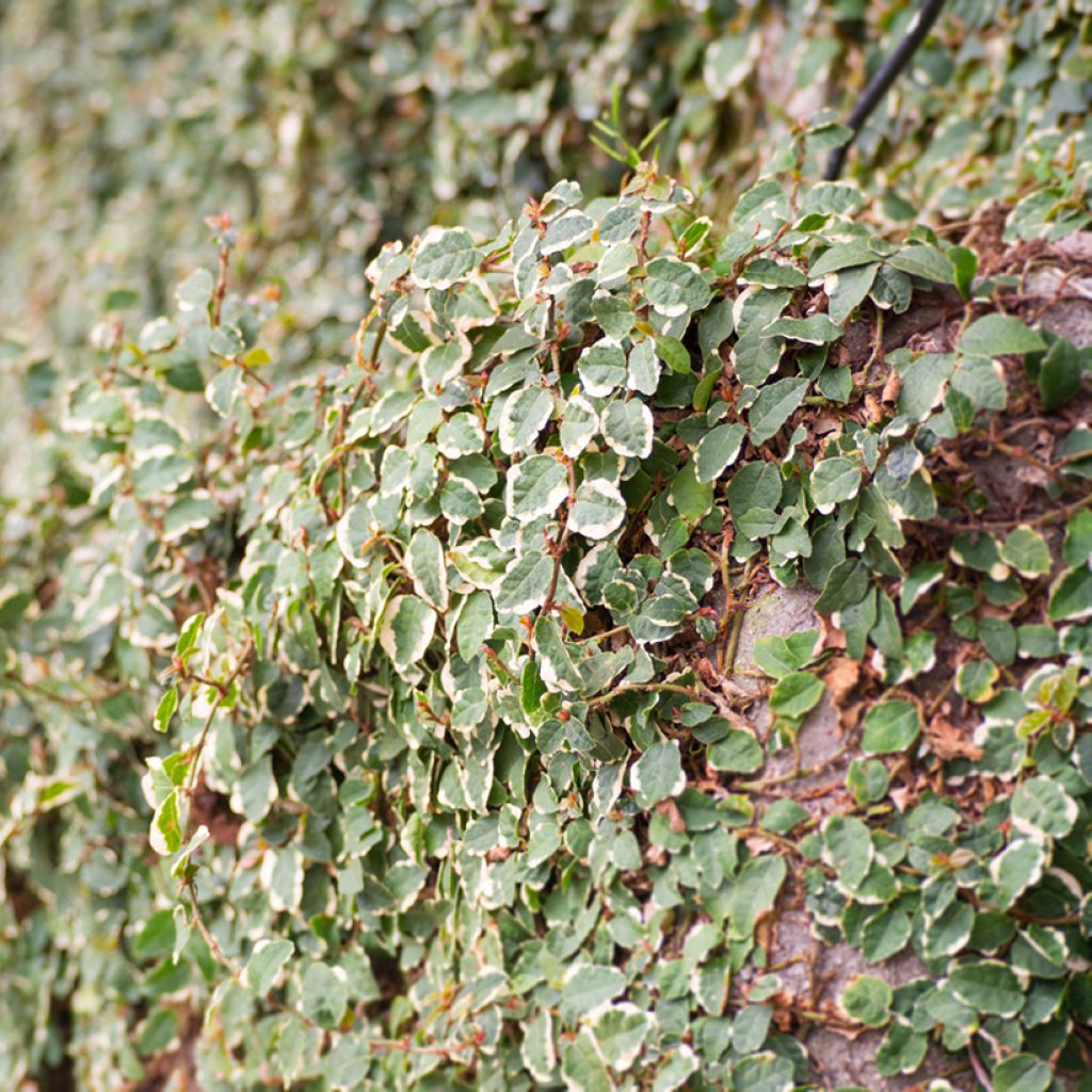 Ficus pumila Bellus - Ficus nain panaché