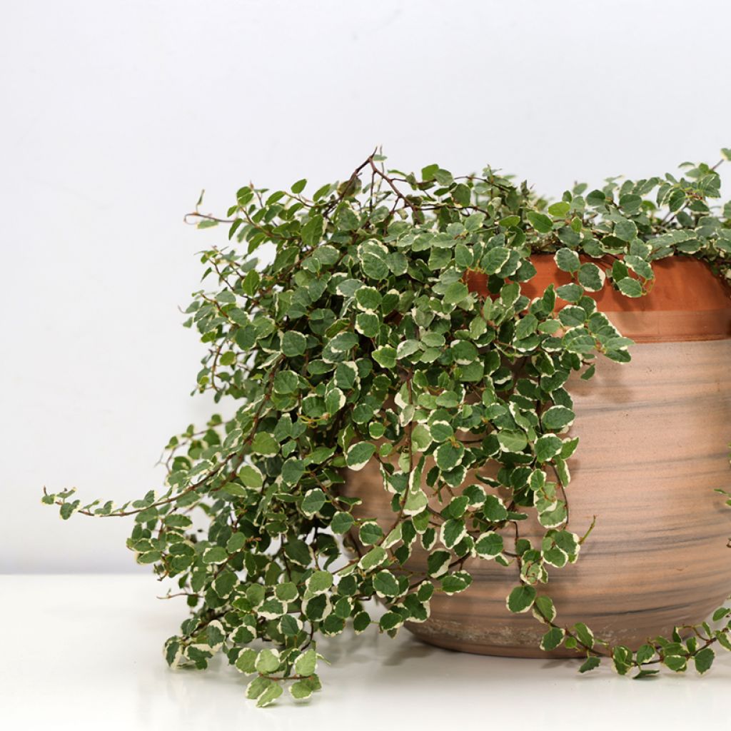 Ficus pumila Bellus - Ficus nain panaché