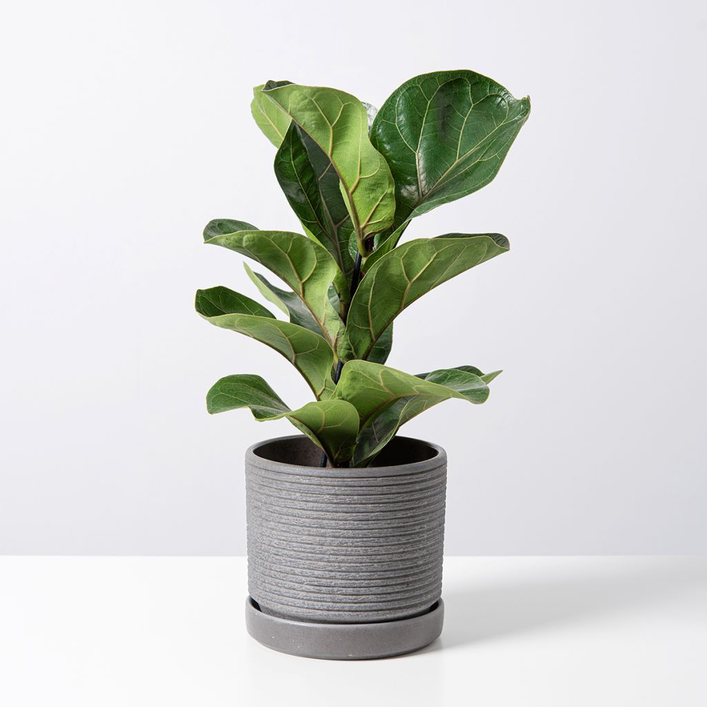 Ficus  lyrata Tibaco Bambino - Figuier lyre nain