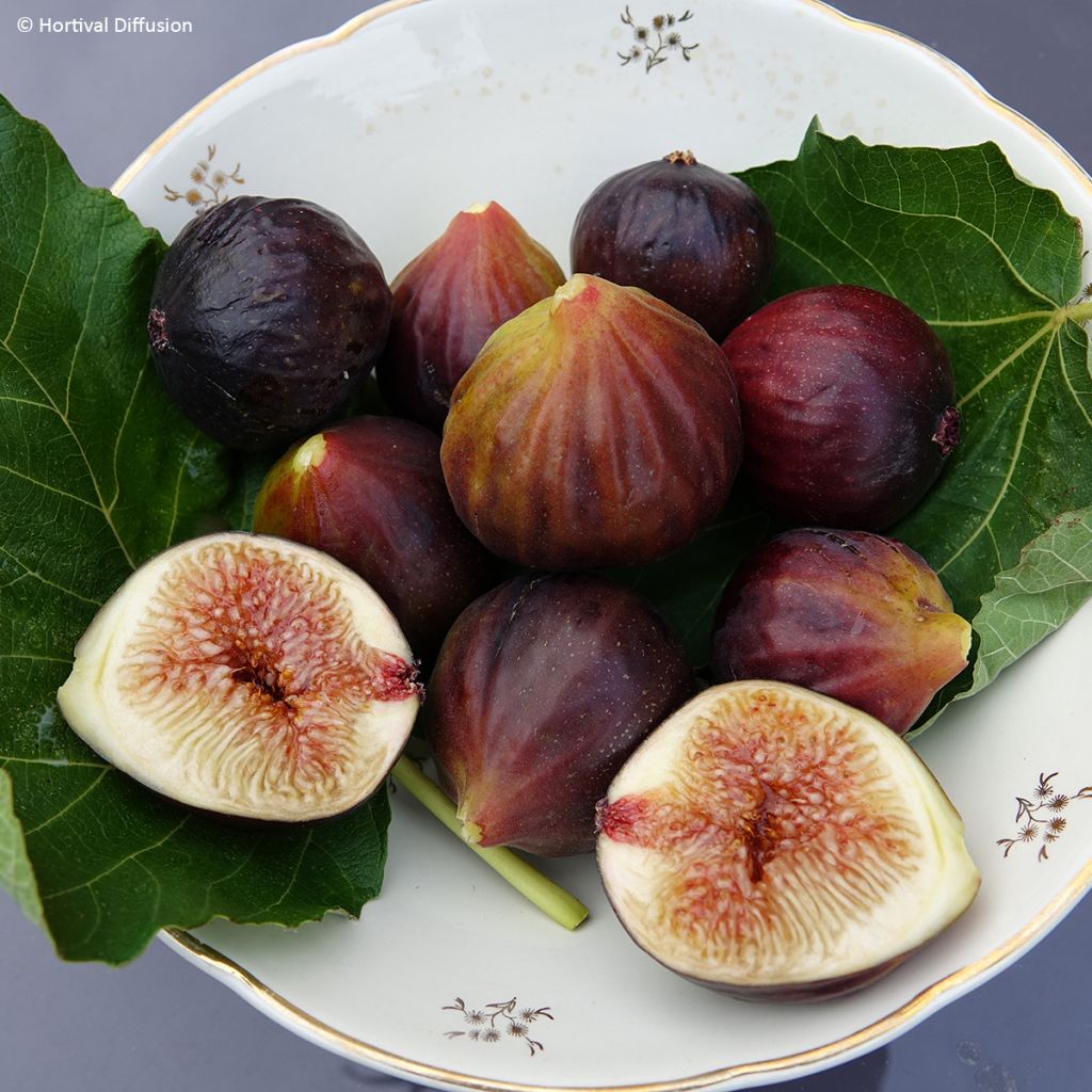 Figuier Rouge de juillet - Ficus carica