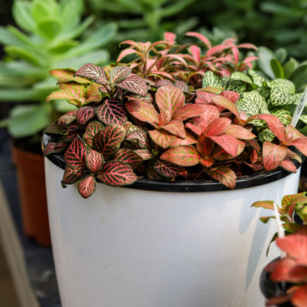 Fittonia Joly Josan Red