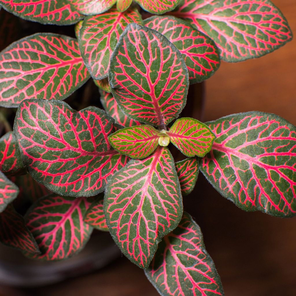 Fittonia Joly Josan Red