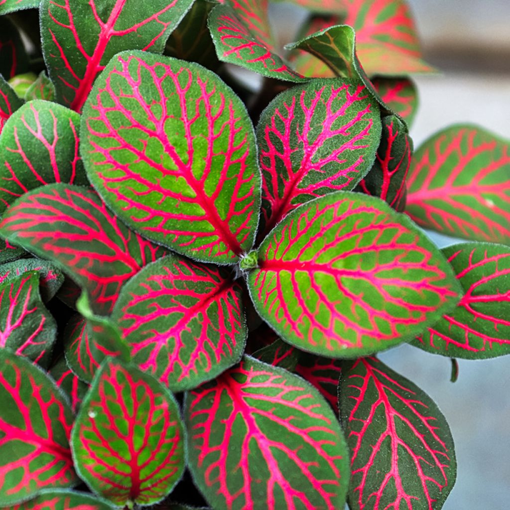 Fittonia Joly Josan Red