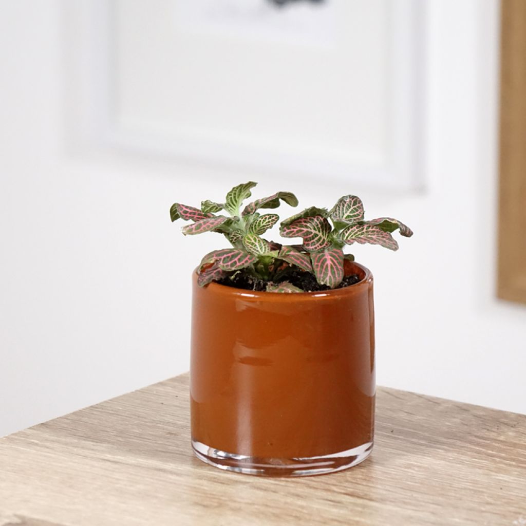 Fittonia Pink Special