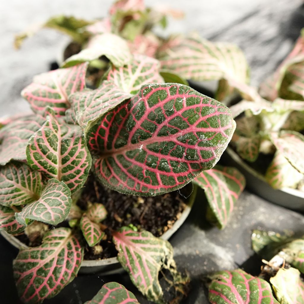 Fittonia Pink Special