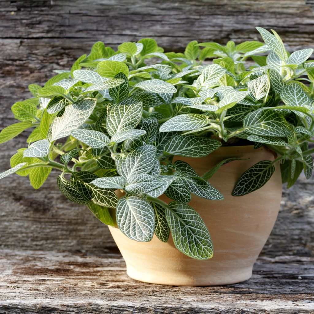 Fittonia Mini White